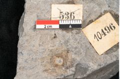 Foto (Detailansicht) von Asterocarpus meriani Br. (NHMW-GEO-2024-0188-10496)